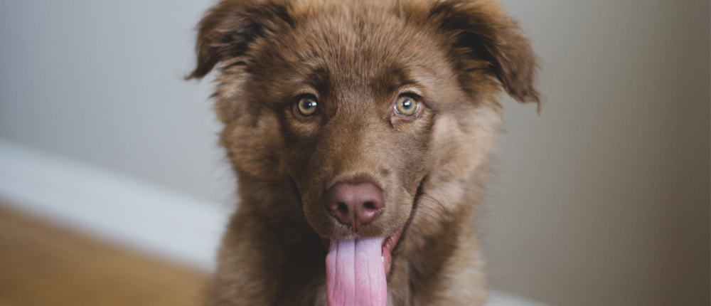 Milline põrand sobib lemmikloomaomanikele?
